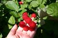 Red raspberry